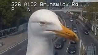 A Londra, photobombing continuo dei gabbiani alle telecamere del traffico