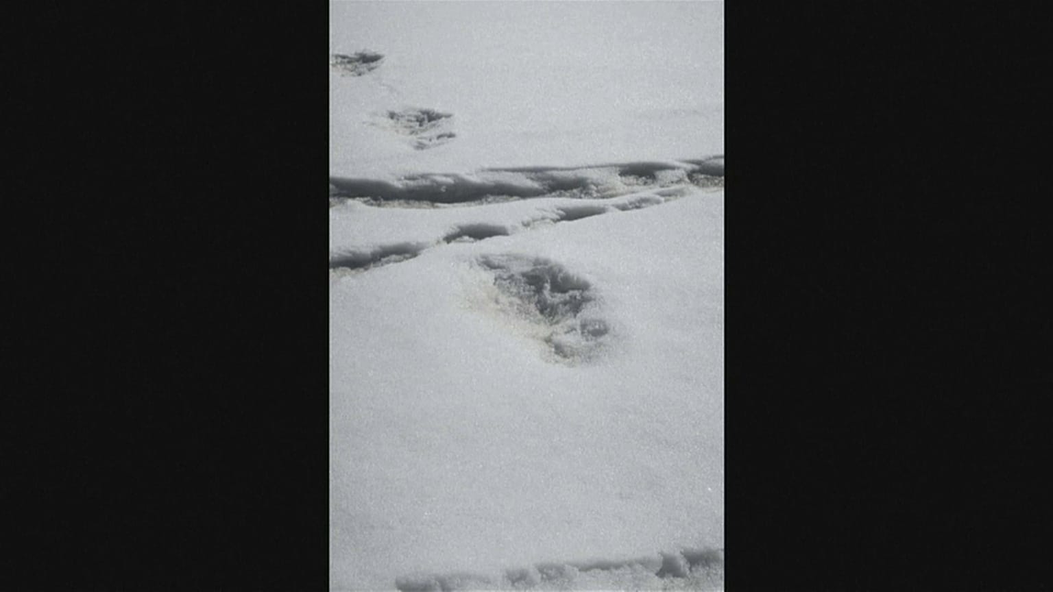 Exército indiano terá descoberto pegadas do yeti