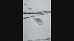 Exército indiano terá descoberto pegadas do yeti