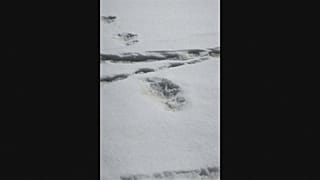 Exército indiano terá descoberto pegadas do yeti