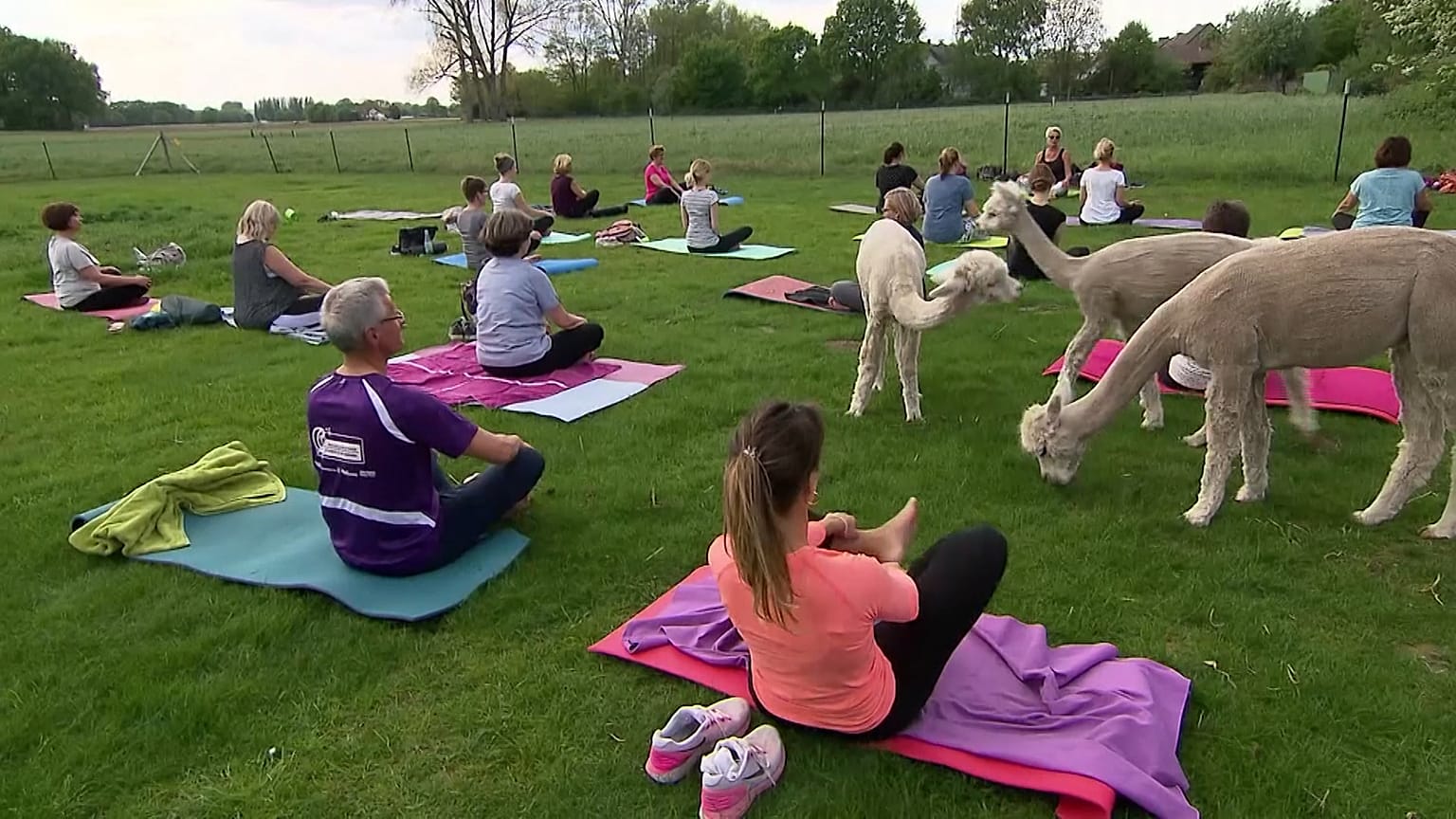 Avec les adaptes du yoga alpaga en Allemagne
