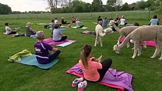 Avec les adaptes du yoga alpaga en Allemagne