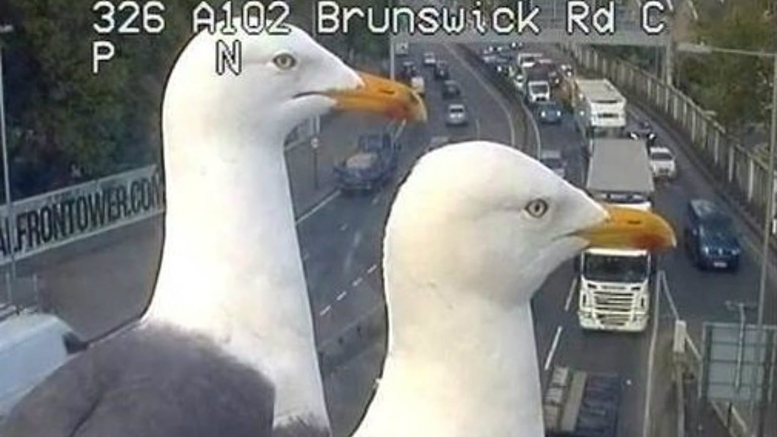 A view of a bird's eye: seagulls photobomb traffic cameras