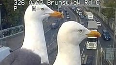 A view of a bird's eye: seagulls photobomb traffic cameras