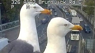 A view of a bird's eye: seagulls photobomb traffic cameras