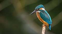 What can your smartphone do for nature? 