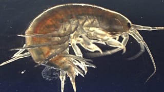 Shrimps, drugs and rocks ‘n’ blow: Cocaine found in UK river wildlife