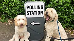 Canine companions take centre stage on day of local UK elections
