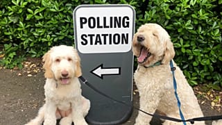 Canine companions take centre stage on day of local UK elections