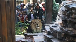 پس از ۸۰ سال؛ غرش دوباره شیر ایرانی