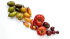 The best fresh produce delivery boxes in European cities
