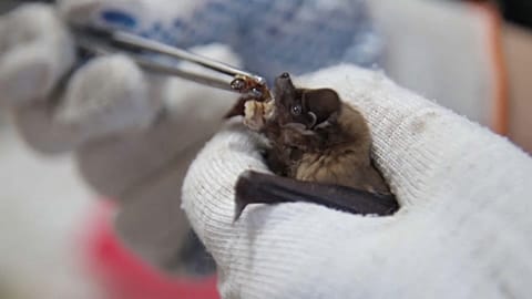 The volunteers make sure the bats have enough to eat until spring comes