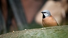 Quand un petit oiseau met par terre un projet minier géant en Australie