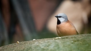 Quand un petit oiseau met par terre un projet minier géant en Australie