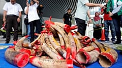 Ο πλανήτης καταστρέφεται - 1 εκατομμύριο είδη απειλούνται με εξαφάνιση