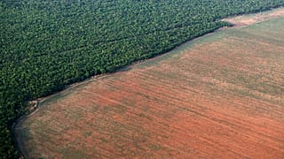 Un informe de la ONU revela que la naturaleza está al borde de la catástrofe 