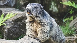 European tourists quarantined in Mongolia after two die of bubonic plague