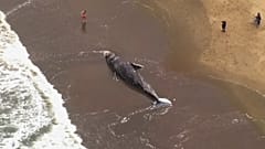 California: all'improvviso, una balena