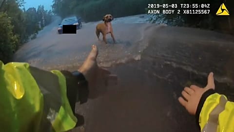 Трое без лодки, собака убежала