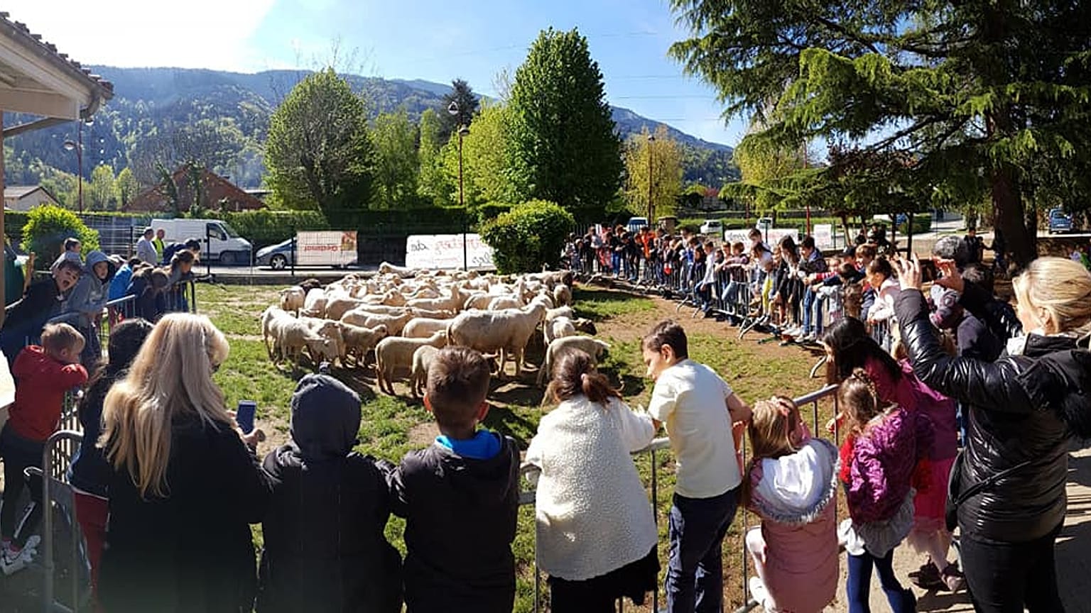 Education cuts spark strange ramifications as sheep are symbolically enrolled in French school