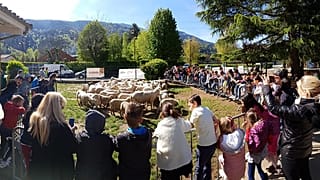 Education cuts spark strange ramifications as sheep are symbolically enrolled in French school