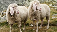 Symbolbild: Schafe