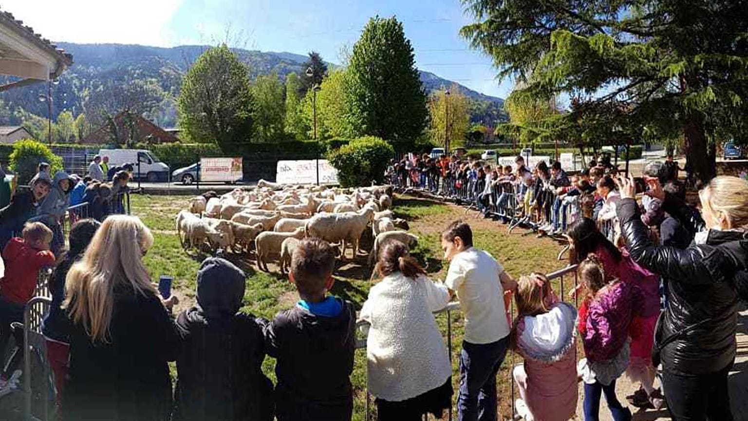 Direction l'école pour les moutons !