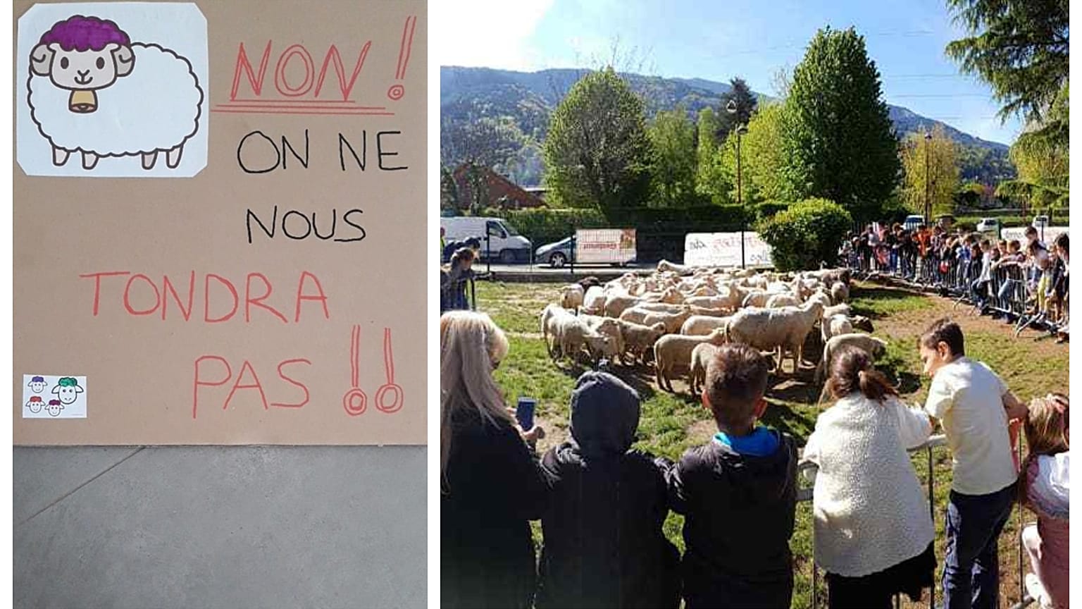 Ένα σχολείο έχει 15 νέους μαθητές...πρόβατα!
