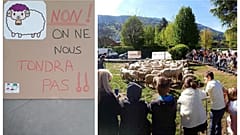 Ένα σχολείο έχει 15 νέους μαθητές...πρόβατα!