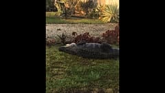 Ringkampf mit Alligator