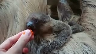 Megszületett Elio, a lajhár