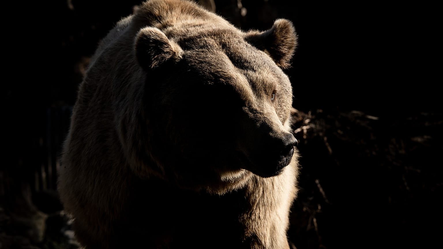Avistado un oso en Portugal por primera vez en casi 200 años