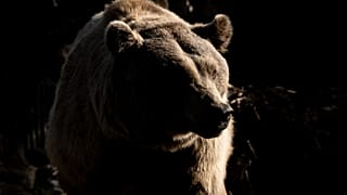 Avistado un oso en Portugal por primera vez en casi 200 años