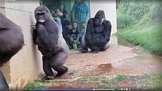 Gorillas in the rain