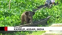 Kleiner, verlorener Elefant