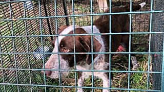 Lost pup survives a year in the wild 'eating rabbits'