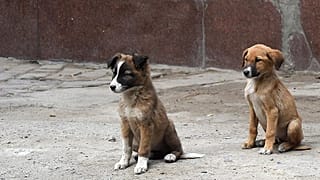 Yavru köpek tarafından ısırılan Norveçli turist kuduzdan öldü 