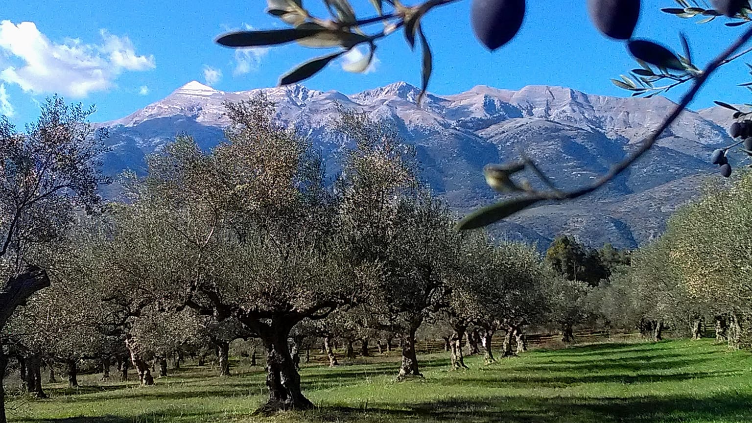 Έλληνας ελαιοπαραγωγός σαρώνει τα διεθνή βραβεία