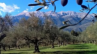 Έλληνας ελαιοπαραγωγός σαρώνει τα διεθνή βραβεία