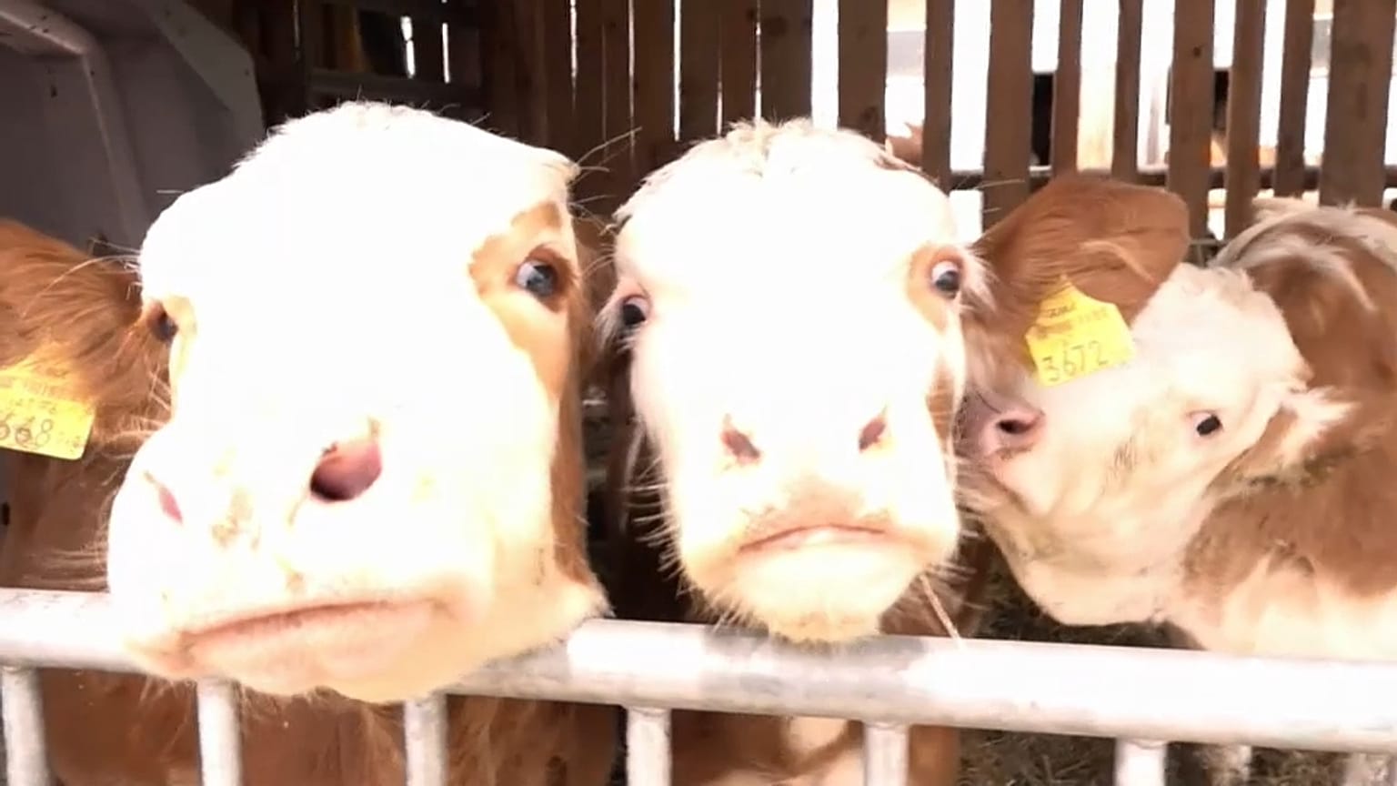 Road Trip Day 42: Austrian farmers on EU regulations and the future of agriculture 