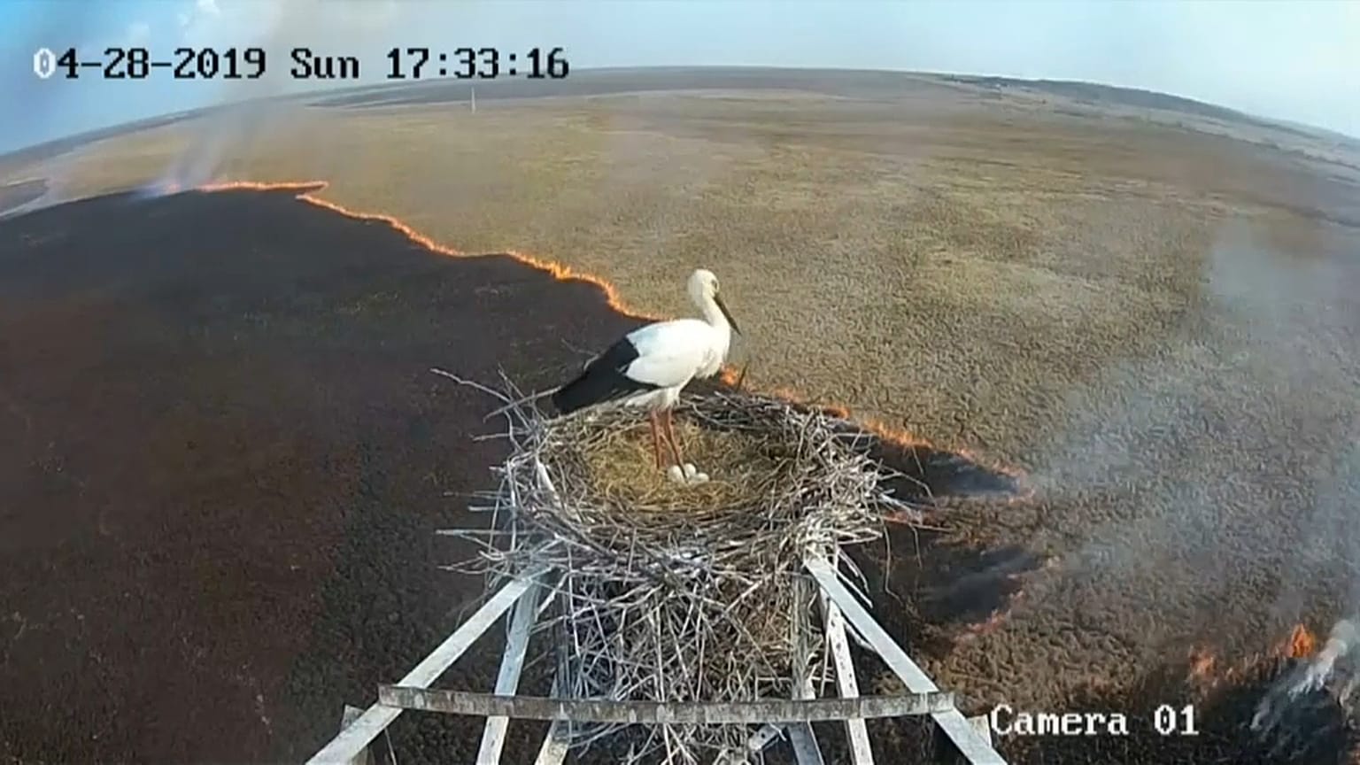 Russie : des cigognes sauvées des flammes
