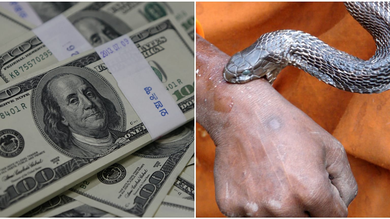 100 مليون دولار للبحث عن دواء للدغات الثعابين