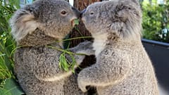 Két koalakölyök, Bai'yali és Holly a sydneyi Taronga Állatkertben.