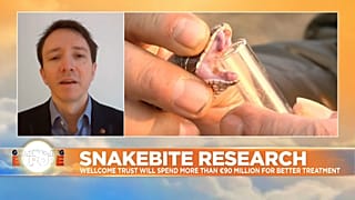 Snakebite deaths 'one of the world's biggest hidden health crises'