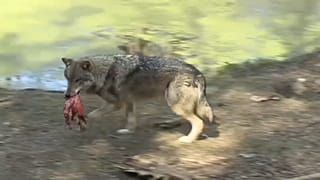 Wolf im Wildpark Schorfheide