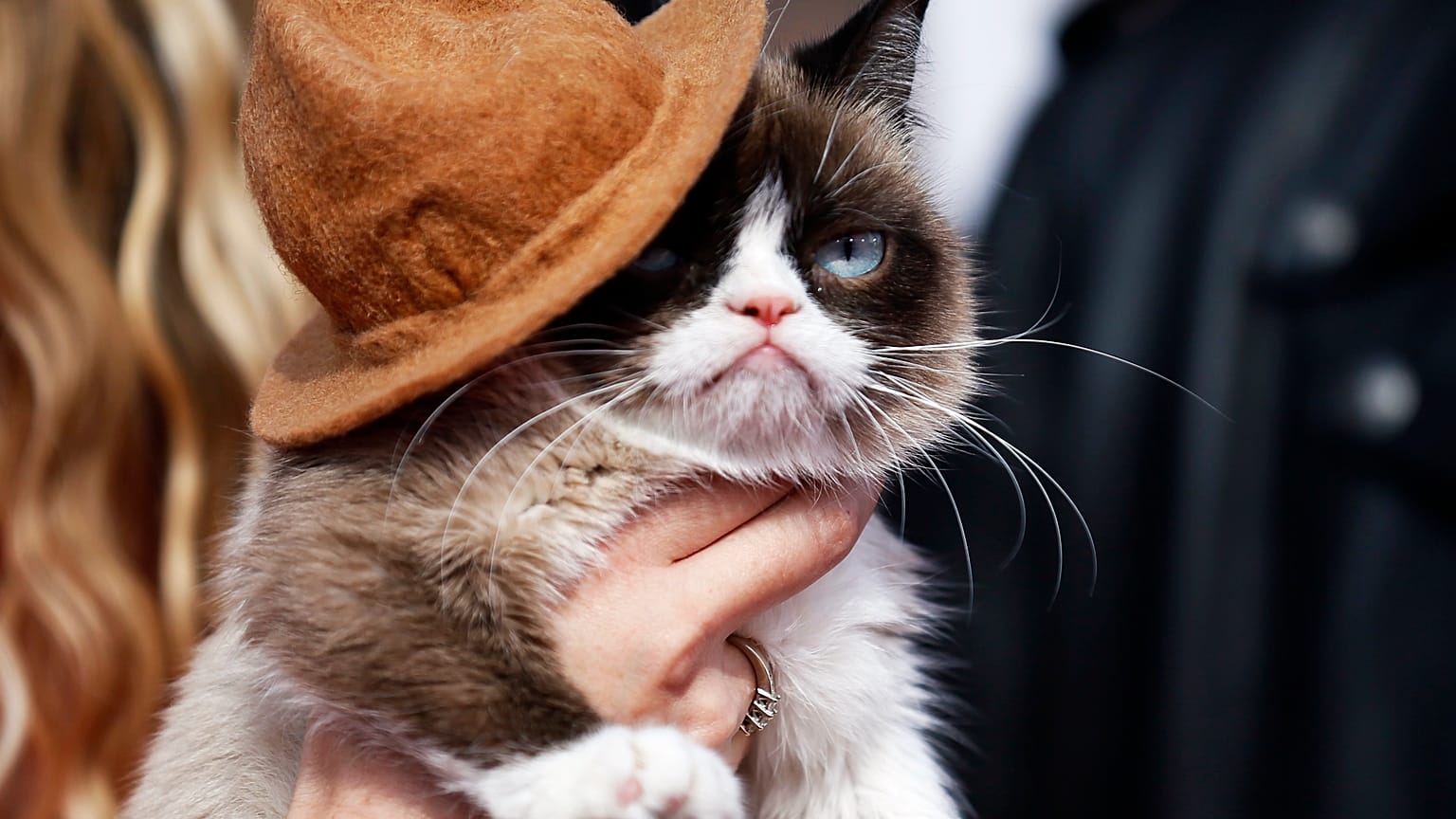 Grumpy Cat en Los Ángeles, California, el 13 de abril de 2014. 
