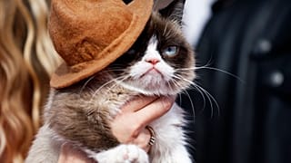 "Grumpy Cat", la star des réseaux sociaux, est morte en Arizona