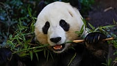 Neue App soll wilde Pandabären an Gesichtern erkennen