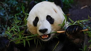 Neue App soll wilde Pandabären an Gesichtern erkennen