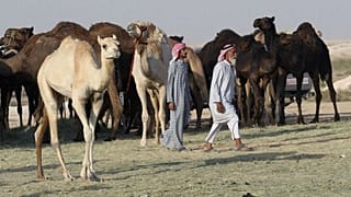 ۱۰ هزار شتر قطری به ایران می‌روند